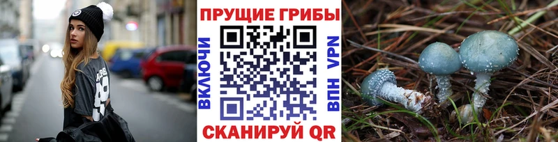 где купить   Медынь  shop официальный сайт  Галлюциногенные грибы GOLDEN TEACHER 
